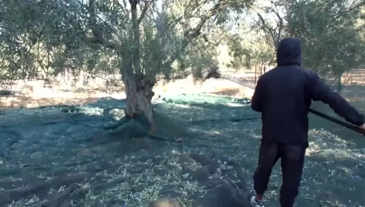 Balıkesir’de Zeytin Üreticileri Kuraklıktan Yakınıyor