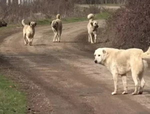 Başıboş sokak köpekleri ‘beyaz kanser’ tehlikesi yayıyor