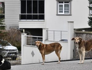 Başıboş sokak köpekleri ‘beyaz kanser’ tehlikesine yol açıyor