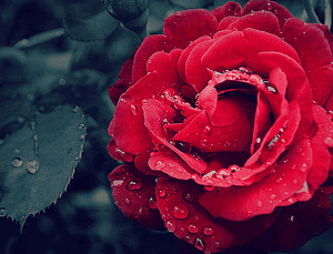 Başımız sağ olsun; onları kaybettik! Bugün vefat edenler…