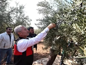 Başkan Tahmazoğlu, Damlacık Köyü’nde Zeytin Hasadına Katıldı