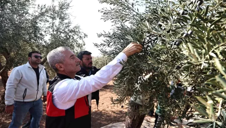 Başkan Tahmazoğlu, Damlacık Köyü’nde Zeytin Hasadına Katıldı