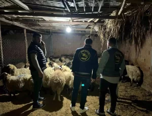 Batman’da Çalınan 54 Koyun Bulundu