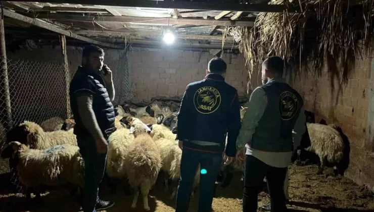 Batman’da Çalınan 54 Koyun Bulundu