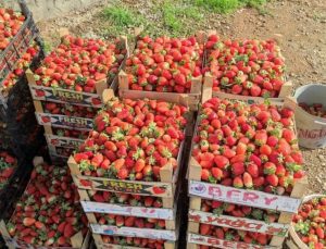 Batman’da yılın son çilek hasadı