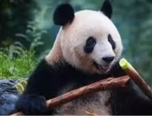 Belçika’da Pandalara Veda