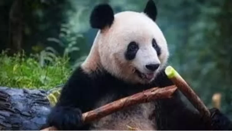 Belçika’da Pandalara Veda