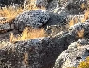 Besni’de Çizgili Sırtlan Görüntülendi