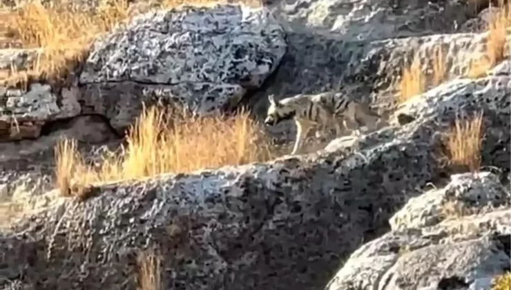 Besni’de Çizgili Sırtlan Görüntülendi