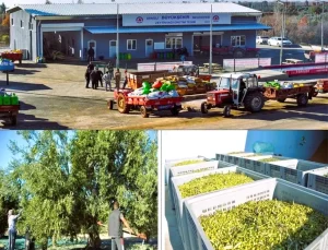 Beyağaç’ta Zeytinyağı Fabrikası Yeni Hasat Sezonuna Başladı