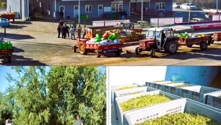 Beyağaç’ta Zeytinyağı Fabrikası Yeni Hasat Sezonuna Başladı