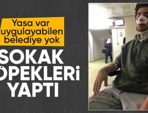 Beykoz’da köpek saldırısı: Üniversite öğrencisi hastanelik oldu