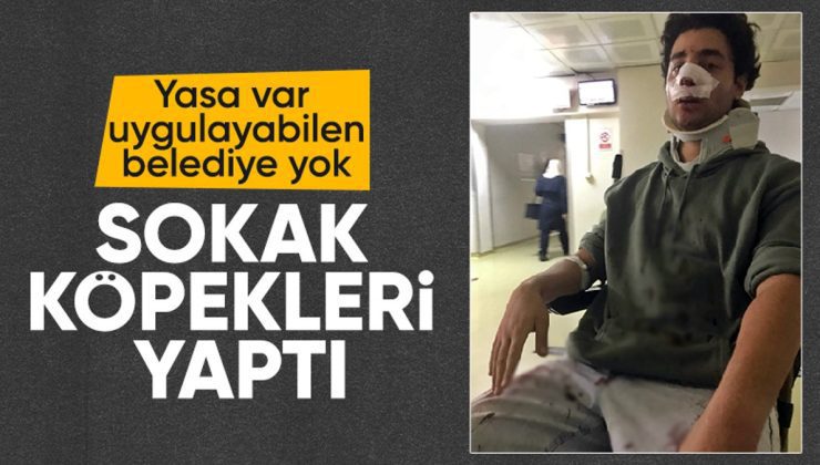 Beykoz’da köpek saldırısı: Üniversite öğrencisi hastanelik oldu
