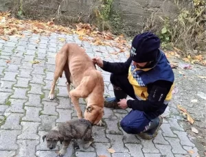 Bilecik’te Yavru Köpek Kurtarıldı, Annesi Teşekkür Etti