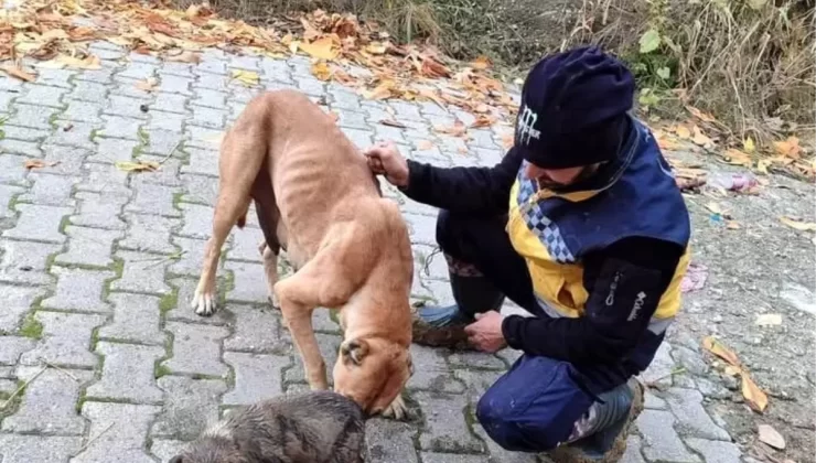 Bilecik’te Yavru Köpek Kurtarıldı, Annesi Teşekkür Etti