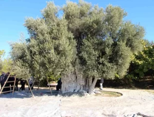 Bin 300 Yıllık Zeytin Ağaçlarından Hasat