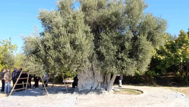 Bin 300 Yıllık Zeytin Ağaçlarından Hasat