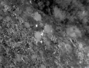 Bitlis’te 39 Düzensiz Göçmen Yakalandı