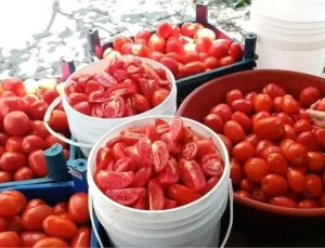 Bitlis’te Kadın İstihdamı İçin Kırsal Kalkınma Projesi Başarıyla Devam Ediyor