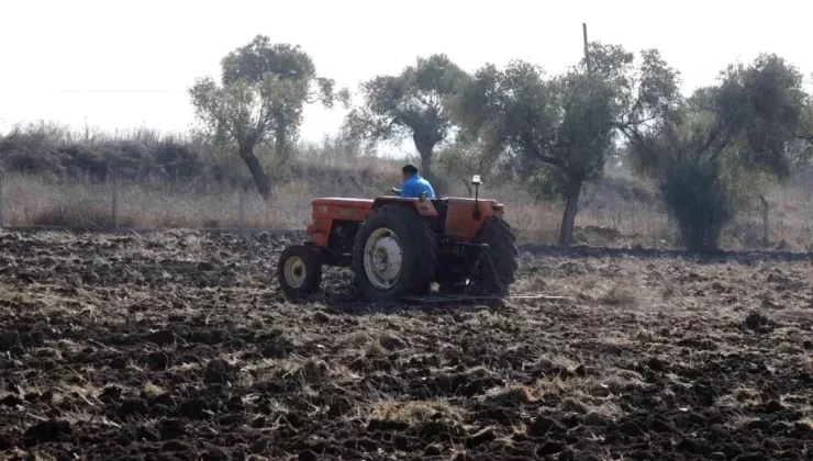 Bodrum Belediyesi, Karakılçık Buğdayı Ekimine Başladı