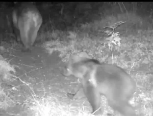 Bolu Ormanlarında Yaban Hayatı Görüntülendi