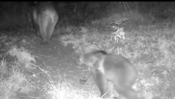 Bolu Ormanlarında Yaban Hayatı Görüntülendi