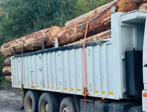 Bolu’da 792 Kaçak Göknar Ağacı Kesildi, 4 Tutuklama