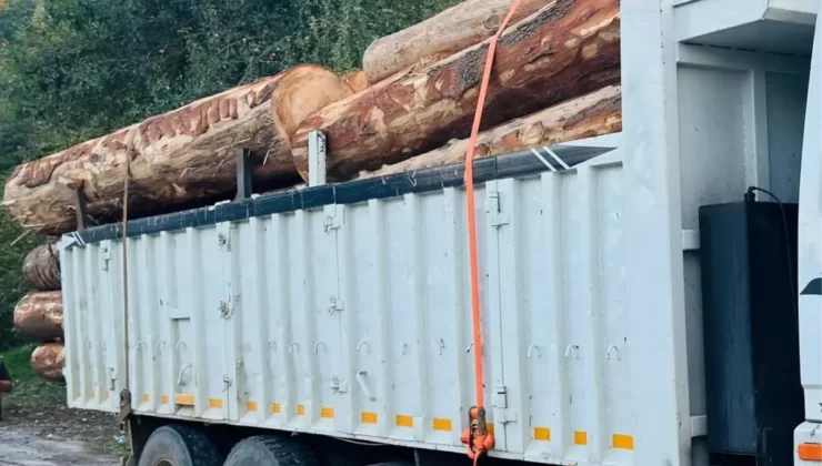 Bolu’da 792 Kaçak Göknar Ağacı Kesildi, 4 Tutuklama