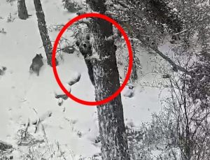Bolu’da karla kaplı ormanda gezen anne ayı ve yavrusu