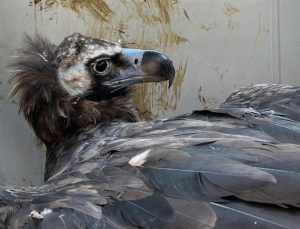 Bolu’da strese giren akbaba tedavi edildi