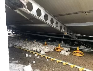 Bolu’da Tavuk Kümesi Çöktü