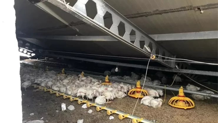 Bolu’da Tavuk Kümesi Çöktü