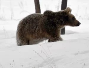 Bozayılar Sarıkamış’ta Erken Kış Uykusuna Yattı