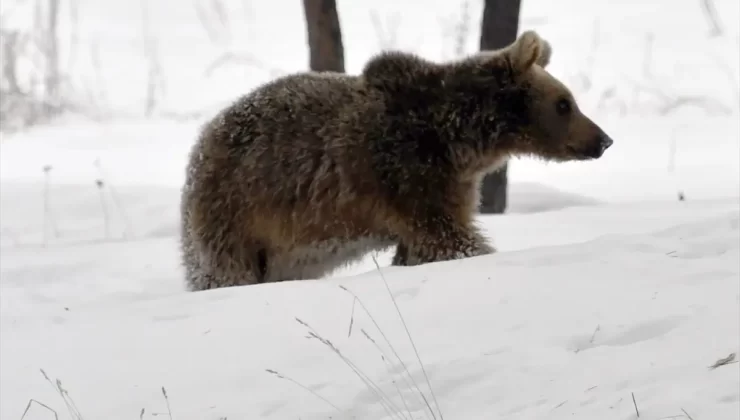 Bozayılar Sarıkamış’ta Erken Kış Uykusuna Yattı