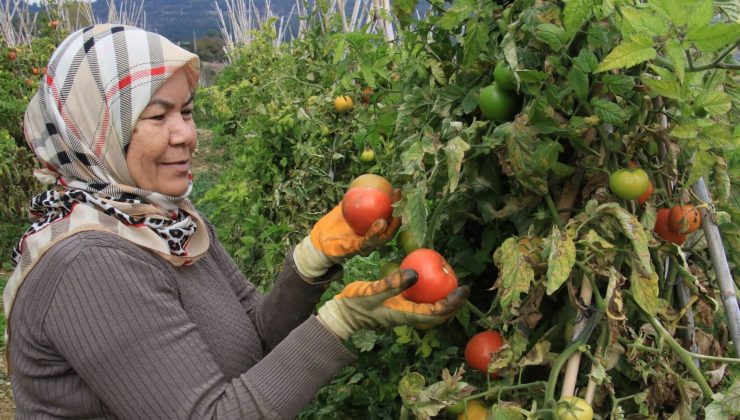 Bu sezon üreticisinin yüzü güldü: Kilosu 30 ile 45 TL arasında alıcı buluyor
