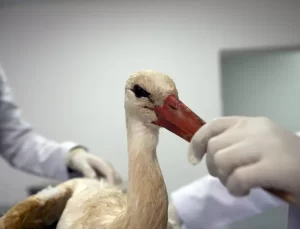 Budapeşte Leylek Kışın Üniversitede Kalacak