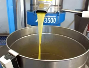 Burhaniye’de Zeytin Hasadı Kuraklık ve Lodosla Zorlaştı