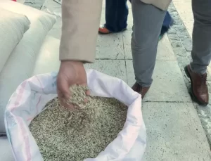 Bursa Büyükşehir Belediyesi’nden Çiftçilere Siyez Buğdayı Desteği