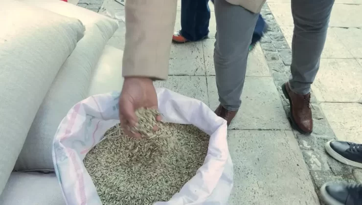 Bursa Büyükşehir Belediyesi’nden Çiftçilere Siyez Buğdayı Desteği