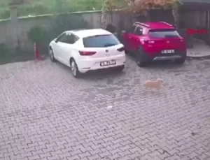 Bursa’da Köpeğe Saldırı Anları Güvenlik Kamerasında