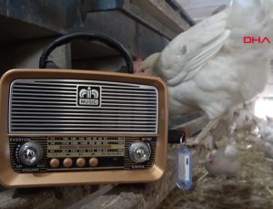 Bursa’da kümeste tavuklara tasavvuf müziği dinletiliyor