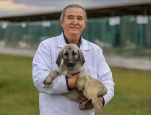 Bursa’da Safkan Kangal ve Akbaş Yetiştiriliyor