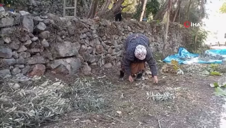 Butko Zeytini Hasadı Devam Ediyor