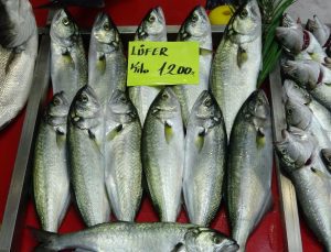 Çanakkale’de denizlerin prensi ‘lüfer’ 1.200 liradan satılıyor