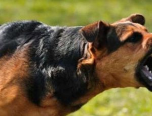 Çankırı’da 6 yaşındaki çocuğa başıboş köpek saldırdı