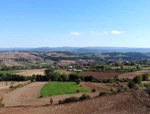 Çankırı’da Çeltik Üretiminde Rekor Verim
