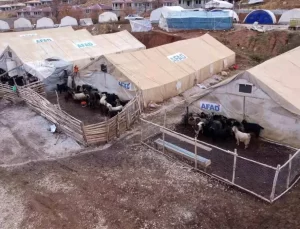 Çelikhan’da Hayvan Çadır Kenti Kuruldu
