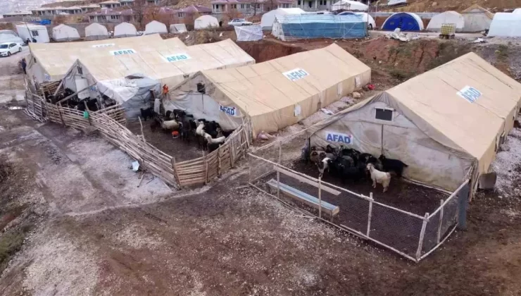 Çelikhan’da Hayvan Çadır Kenti Kuruldu