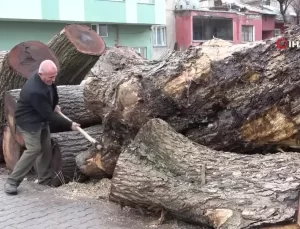 Ceviz Ağaçlarından Sanat Eserleri