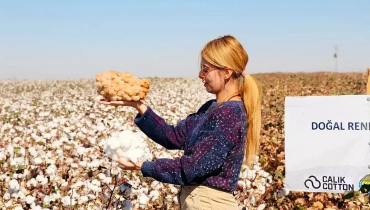 Ceylanpınar’da Doğal Renkli Pamuk Başarısı